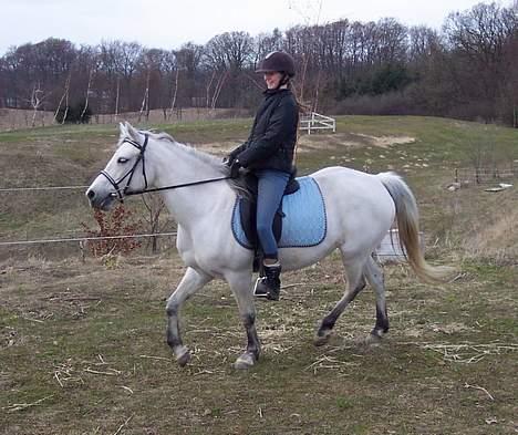 Connemara Stjernhøjs Tiggy C 925 - Ja, det var lige lidt sjovt hi hi  ;-) billede 17