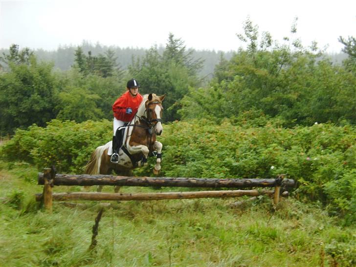 Anden særlig race Thiano - jagt på hjerl hede. Min første jagt billede 11