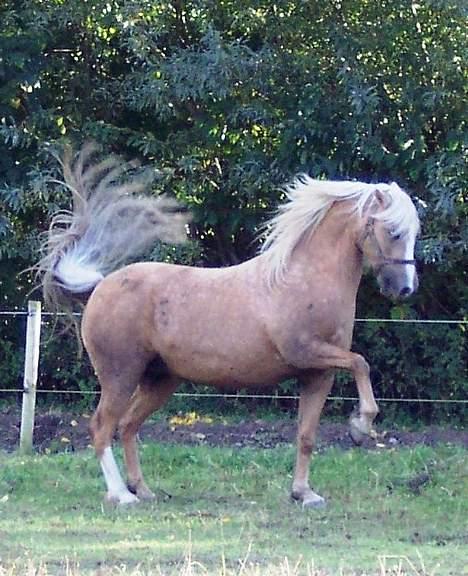 Welsh Pony (sec B) Meadows Sugar Pink - Sugar da hun teede sig som en hingst. billede 1