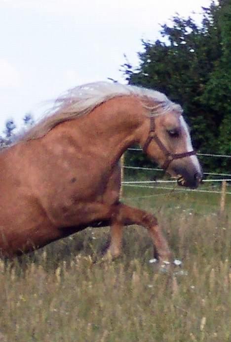 Welsh Pony (sec B) Meadows Sugar Pink - "Yeehar, her kommer jeg" billede 2