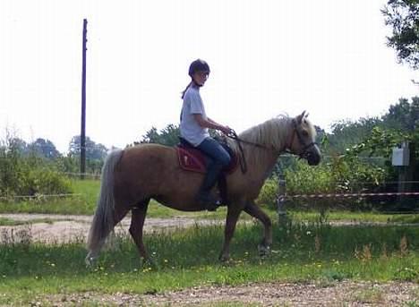 Welsh Pony (sec B) Meadows Sugar Pink - Sugar og mig, lige ude og ride lidt. billede 3