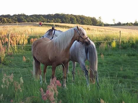 Welsh Pony (sec B) Meadows Sugar Pink - "Åhhr, det her er bare hygge Fanny" billede 4