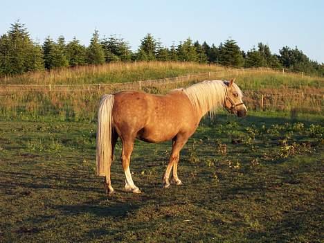 Welsh Pony (sec B) Meadows Sugar Pink billede 5