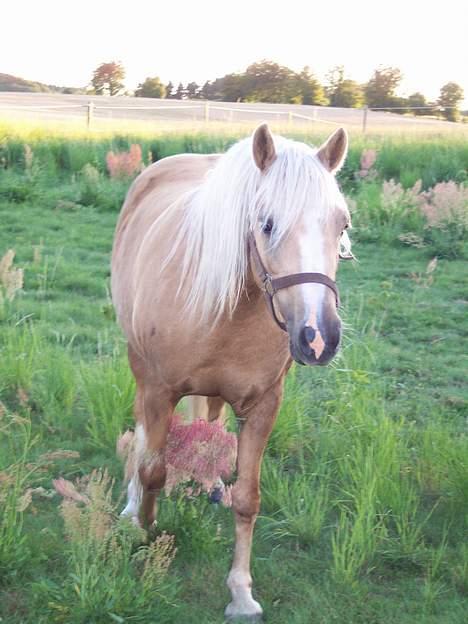 Welsh Pony (sec B) Meadows Sugar Pink billede 6