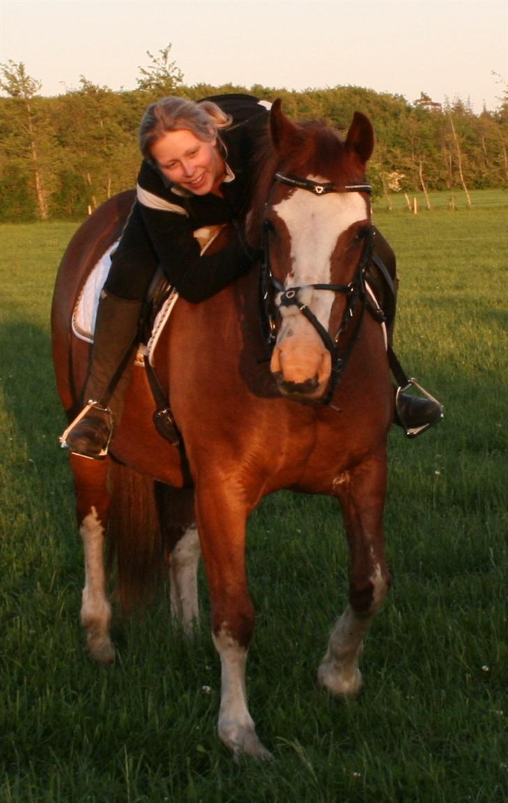 Oldenborg Molly (min Fars) - d. 30 Maj, lidt aften hygge på folden, for Molly kan ikke holde til det helt store mere.. billede 1