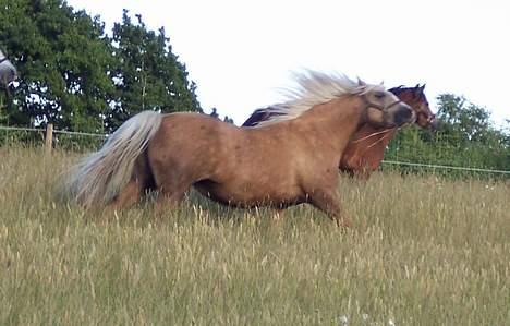 Welsh Pony (sec B) Meadows Sugar Pink billede 7