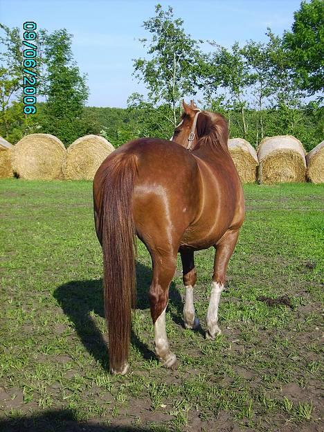 Oldenborg Molly (min Fars) - Når enden er god... billede 2