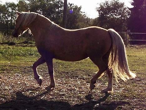 Welsh Pony (sec B) Meadows Sugar Pink billede 8