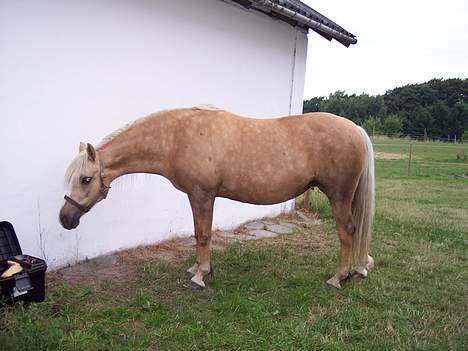 Welsh Pony (sec B) Meadows Sugar Pink - "hvad er det der, kan man spise det" billede 9