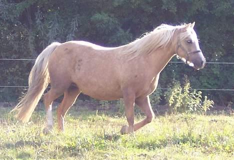 Welsh Pony (sec B) Meadows Sugar Pink - "Ja, her kommer jeg" billede 10