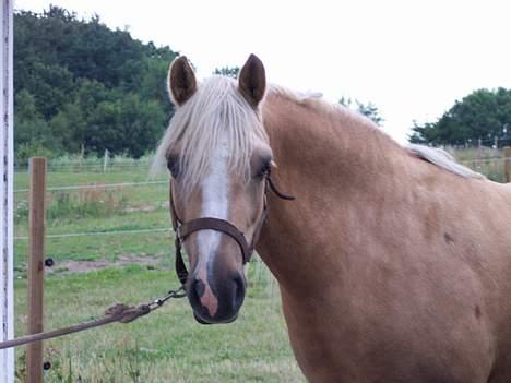 Welsh Pony (sec B) Meadows Sugar Pink - "Hejsa" billede 11