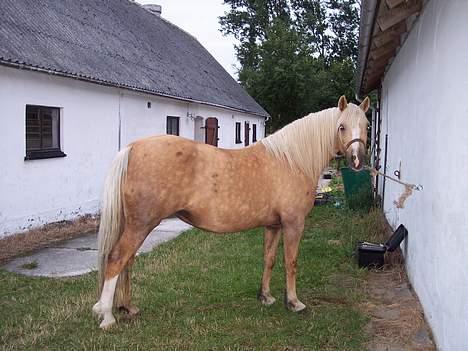 Welsh Pony (sec B) Meadows Sugar Pink - "Ser jeg fin ud nu????" billede 12