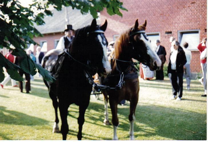 Oldenborg Molly (min Fars) - Molly sammen med hendes MOR..... Har fået billedet af Henry, som havde dem dengang. billede 10