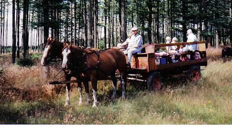 Oldenborg Molly (min Fars) - ja.. skovheste go home... Oldenborgere er lige så gode i skoven... billede 12