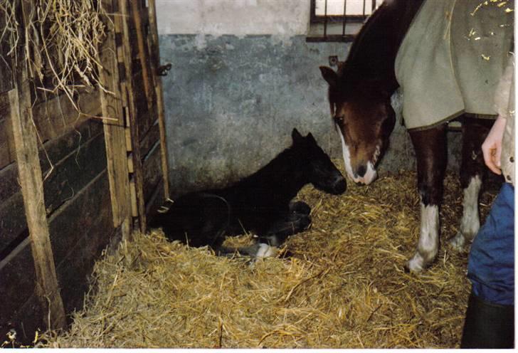 Oldenborg Molly (min Fars) - Molly´s allerførste føl, der er hun ca. 3-4 år gammel....  billede 14