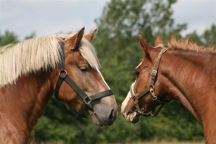 Oldenborg Molly (min Fars) - Bjørn og Molly´s første møde... billede 15