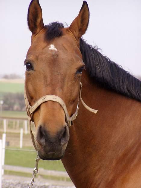 Dansk Varmblod Møllens Lady Like - Smuk billede 2