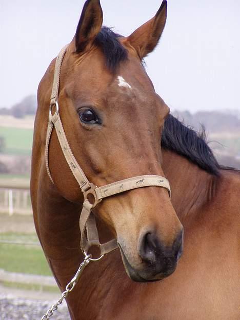 Dansk Varmblod Møllens Lady Like billede 3