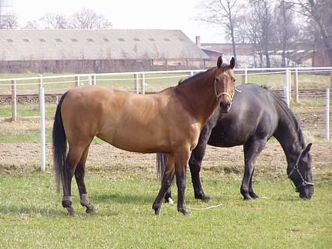 Dansk Varmblod Møllens Lady Like billede 4