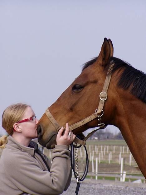 Dansk Varmblod Møllens Lady Like billede 5