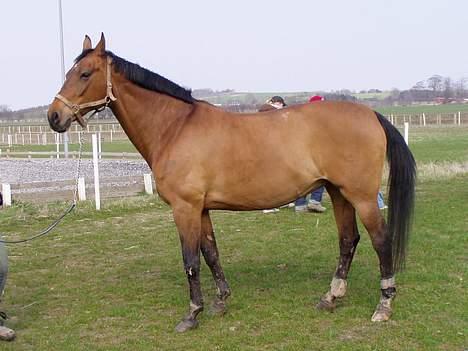 Dansk Varmblod Møllens Lady Like billede 7