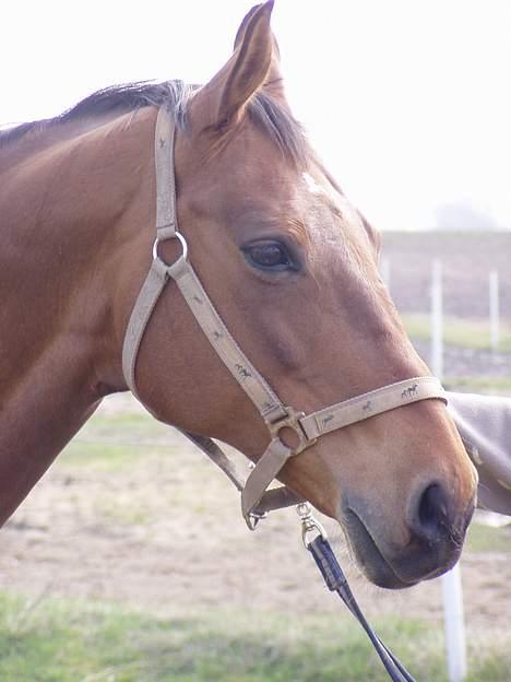 Dansk Varmblod Møllens Lady Like billede 8