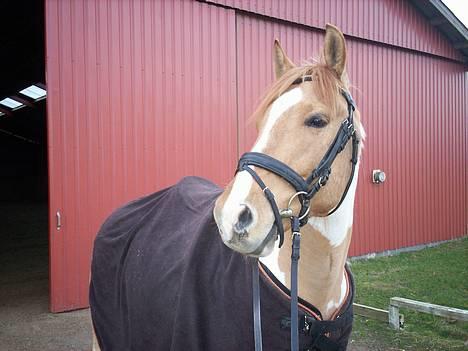 Pinto Stald Poppels Gentleman  - Efter en ridetur i vinters (: billede 14
