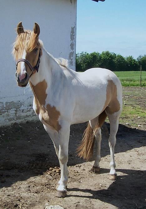 Pinto Stald Poppels Gentleman  - Gentleman da han var to år. Billedet lånt af Mariann & Henrik billede 15