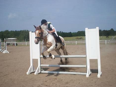 Pinto Stald Poppels Gentleman  - Spring stævne i Ørsted - en LC billede 16