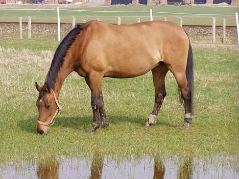 Dansk Varmblod Møllens Lady Like billede 12
