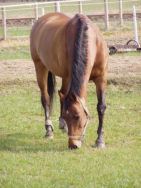Dansk Varmblod Møllens Lady Like billede 13