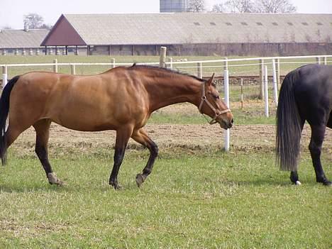 Dansk Varmblod Møllens Lady Like billede 14