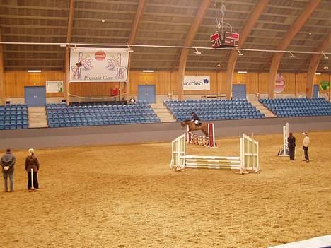 Dansk Varmblod Møllens Lady Like - Silana med den gamle part (kristina med Abeline) billede 17