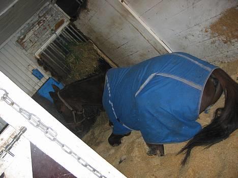 Traver Mighty spin m(død) - Maria fik li taget et bilde af at han lå ned en morgen hun kom i stalden:) billede 18