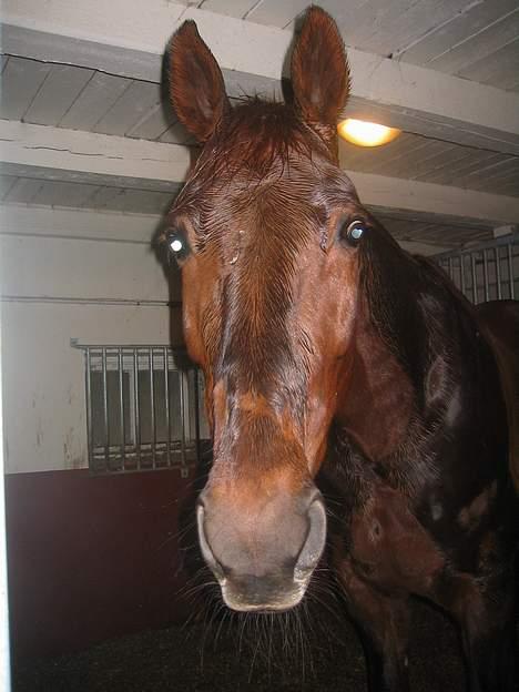 Traver Mighty spin m(død) - heihei har du noe spiseligt eller? billede 20