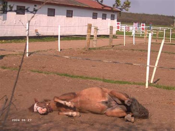 Anden særlig race Jack - ihh alså det klør...!!! billede 18