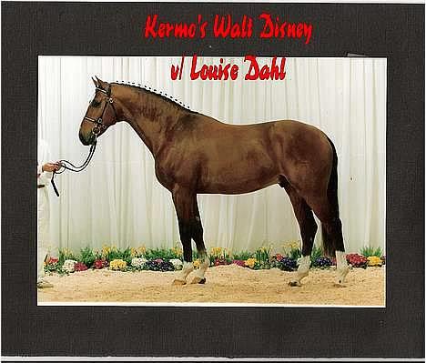 Dansk Varmblod Kermos Walt DisneyDVH 716 -  Kermo´s Walt Disney DVH 716 billede 2