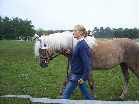 Tyroler Haflinger Helena  - På Roskildedyrskue 2005, hun er på billedet 2 år billede 2