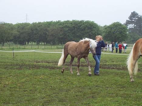 Tyroler Haflinger Helena  - På Roskildedyrskue 2005, hun er på billedet 2 år billede 3