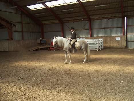 Tyroler Haflinger Helena  - En parade  billede 8