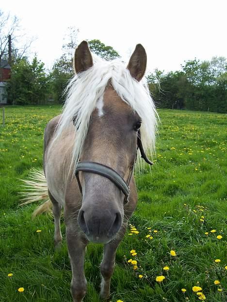 Tyroler Haflinger Helena  - går og hygger sig lidt på græsmarken. Billedet er taget sidste sommer  billede 11