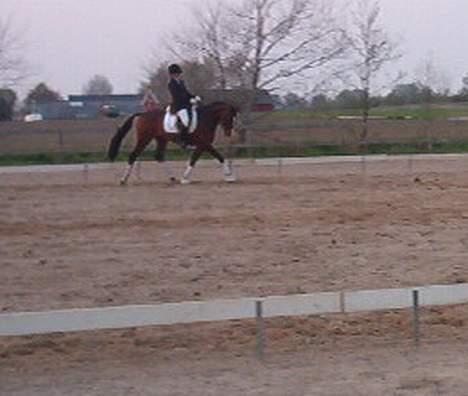 Holstener Lady Love(Tidligere part) - Stævne på FAK billede 17