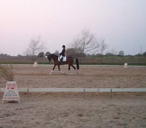 Holstener Lady Love(Tidligere part) - Stævne på FAK billede 18