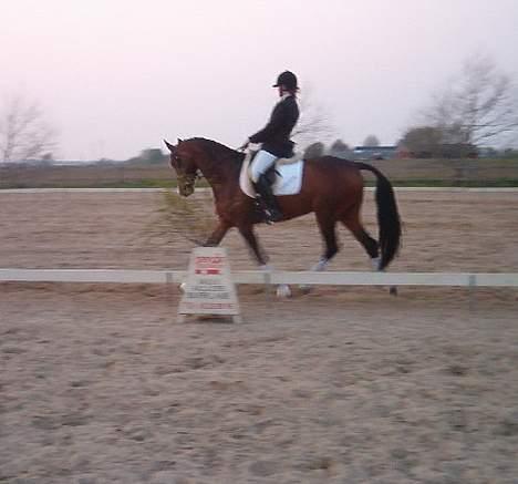 Holstener Lady Love(Tidligere part) - Stævne på FAK billede 19