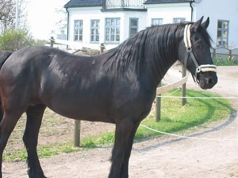Frieser Catharina Fan´t Emsland - vi faldt lige i staver over noget...... g billede 11