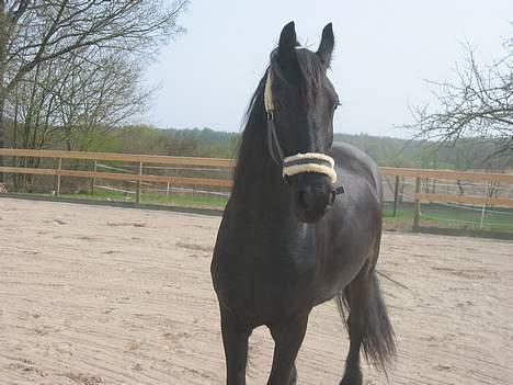 Frieser Catharina Fan´t Emsland - charme har vi vel billede 13