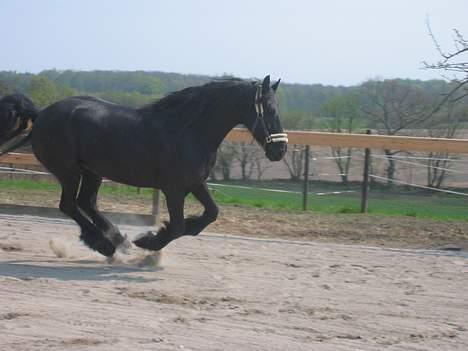 Frieser Catharina Fan´t Emsland - fuld galop.... det er sjovt billede 16