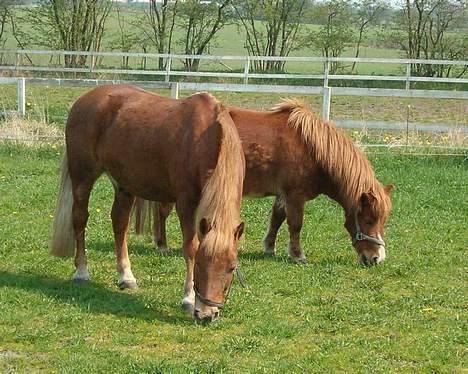 Anden særlig race Hyldtoft´s Pinocchio.  - Pinocchio på marke med Filur billede 11