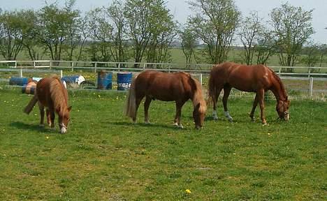 Anden særlig race Hyldtoft´s Pinocchio.  - trip-trap-træsko.  3 røde ponyer på rad og række. billede 12