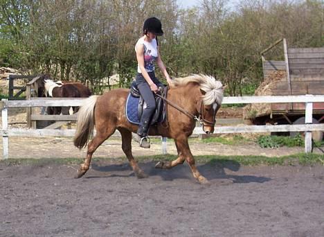 Islænder Silfur fra Trampboli - Trav på ridebanen (billede taget af Lisette) billede 2